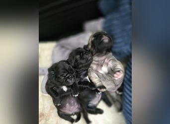 Mops Welpen  ( Altdeutsche )