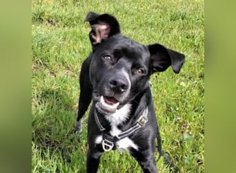 MIKO-#NOTFALL#-hübscher Hundemann liebt ausgedehnte Spaziergänge im Grünen
