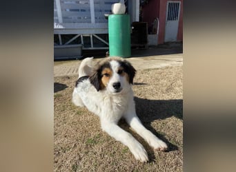 Charlie- ein liebevoller Kokoni-Mix sucht sein Zuhause