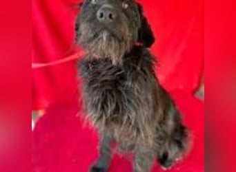 Maya, Schnauzer-Mix, Hündin, geb. 14.10.2020, ca. 42 cm, ca. 12 kg
