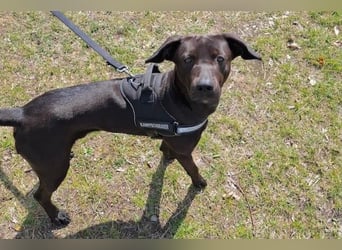 Patch - Neugieriger Jungspund sucht dich! (06886 Lutherstadt Wittenberg)