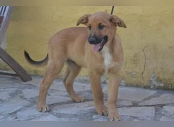 Brauni, ein verspieltes Hundekind auf der Suche nach einem Zuhause fürs Leben
