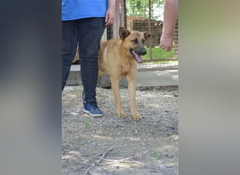 Anton-SI, Notfellchen sucht seinen Jackpot!