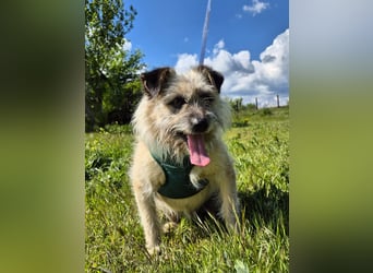Clark sucht ein neues Zuhause
