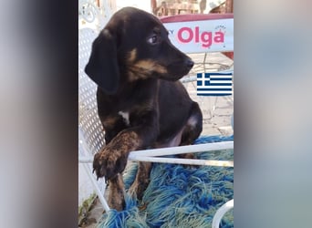 Olga, 01/25 - süßes Schlappöhrchen sucht Familie,bereits auf PS in 40723 Hilden