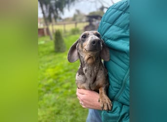 Mazli, geboren 01.10.2022, 22cm sucht seine Menschen