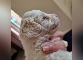 Havapoo Pudel Havaneser-ShihTzu