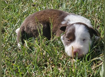 Border Collie Welpen