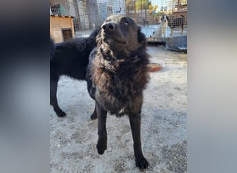 Duke ❤️ aufgeweckter, junger Kroat. Schäferhund-Mix-Bub!