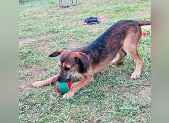 Tango, 7 Monate, 36cm sucht ihre Chance