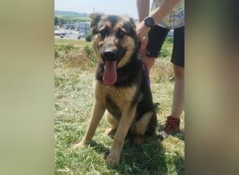 Merida, Schäferhund Mischling