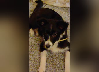 Wunderschöne Border Collie
