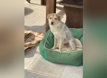 OZZY - sucht eine liebevolle Familie!