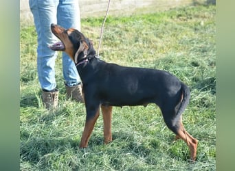 NOTFALL - „Lena“, hält den Stress im Tierheim nicht aus. Ca. 2022 geb. Weint ganz doll im Zwinger