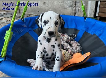 Magic Little Spots - tolle Dalmatinerwelpen aus verantwortungsvoller VDH Zucht
