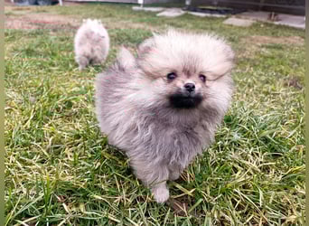 Pomeranian