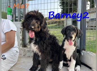 Barney2 geb. 02/2025 (GRC) - verschmuster und verspielter, charmanter Griechischer Hirtenhund Welpe!