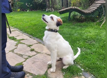 Englisch-Setter-Mix Welpe (Tierschutz)