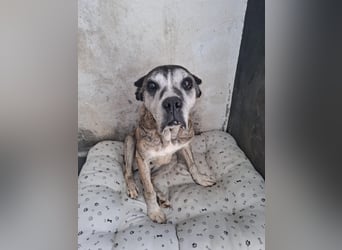 Gnadenplatz für Hedy gesucht