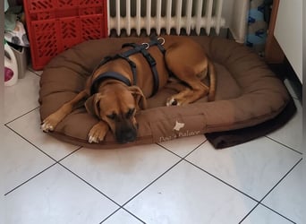 FILOS sucht ein Zuhause