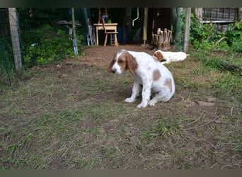 Alard – Irish Red and White Setter Rüde mit Power & Charme