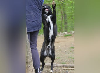 Zauberhafter LEWI - Herzenshund, Knutschkugel und Zuckerbub