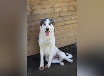 FLY - die nette und aufgeschlossene Hündin liebt Menschen und andere Hunde