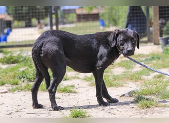 Alma,  Labrador-Mix, lieb und sozial