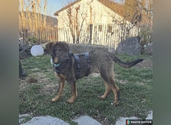 Timmy, sein Charme läßt Herzen schmelzen, PS in 94078 Freyung