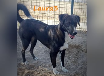 Laura3 06/2019 (GRC) - schüchterne Schönheit wünscht sich ein ruhiges Zuhause!