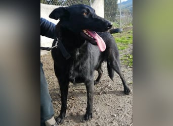 Traum-Hund Gris sucht seine Familie