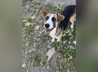 Hundeherz  sucht Familienglück 