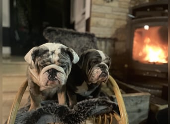 Willi u.Agnes, English Englische Bulldogge, reinrassig, Papiere, Ahnentafel, Gesundheitszeugnis lieb