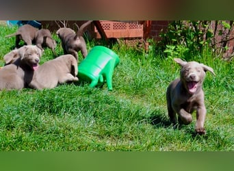 Typvolle Labrador Welpen in silver