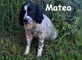 Mateo 06/2020 (ESP) - sehr sozialer und anhänglicher Bretonischer Spaniel!