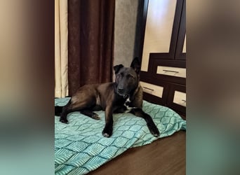 Ziganka sucht lievolles zu hause