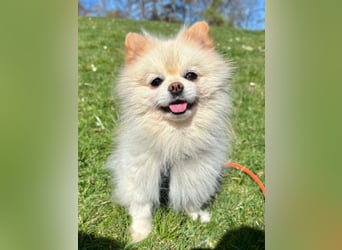Bailey - der Liebe