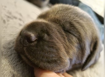 Labrador Retriever chacoral/Silber