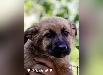 Vier wunderschöne Schäferhundmischlinge suchen ein Zuhause