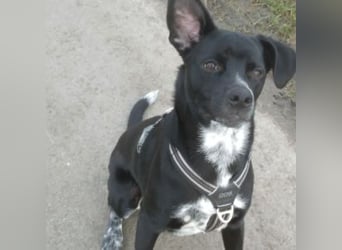 MIKO-#NOTFALL#-hübscher Hundemann liebt ausgedehnte Spaziergänge im Grünen