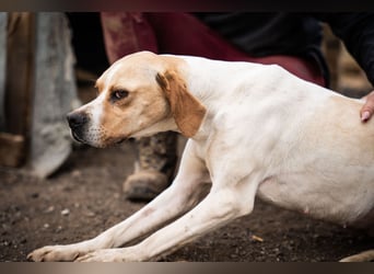 Zenya – sanfte Pointer-Hündin