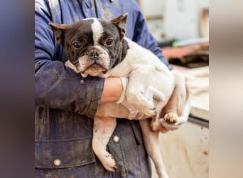 Sanyi, kleiner franz. Bulldogenmischling Bubi