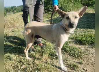 Lajka, Mischling