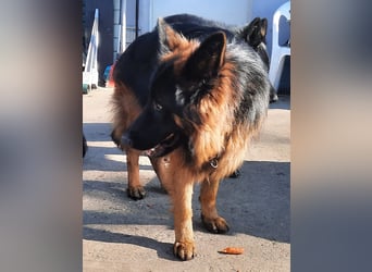Langstockhaar Schäferhund  Rüde