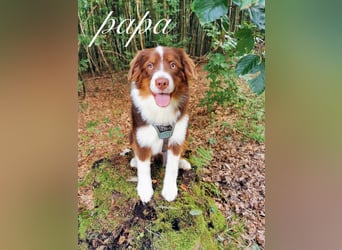 Mini Aussies-Mini Australian Shepherd Welpen