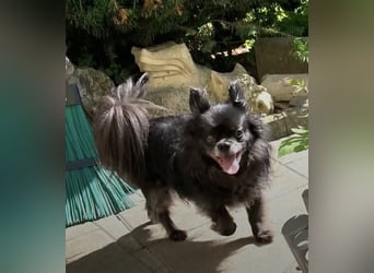 Tylor, menschenbezogen und katzenfreundlich