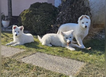 Weißer Schweizer Schäferhund / Welpen / Berger Blanc Suisse / puppies with FCI pedigree