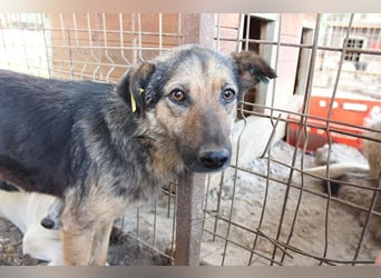 ♥FELIZA♥ ruhige, liebevolle sanfte Seele, die sehr unter dem Tierheimstress leidet 51 cm
