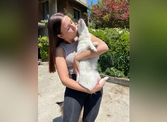 Coco  – Kleines zartes Hundemädchen sucht ihr großes Glück