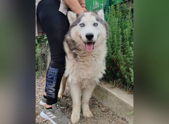 Dragan ❤️ kuschliger, verspielter Husky-Mix Rüde!